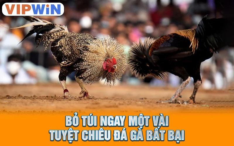 Bỏ túi ngay một vài tuyệt chiêu đá gà bất bại