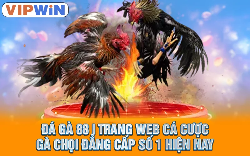 đá gà 88 vipwin