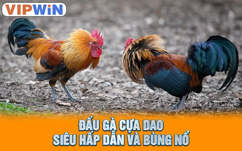 Đấu gà cựa dao siêu hấp dẫn và bùng nổ