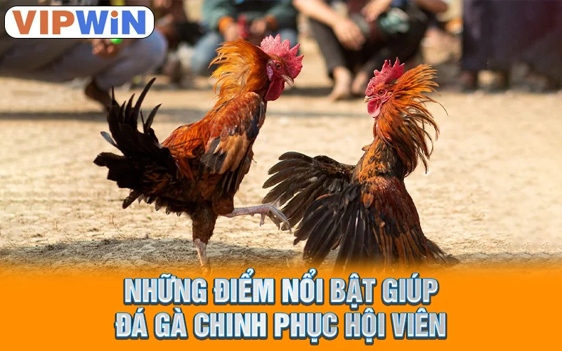Những điểm nổi bật giúp đá gà chinh phục hội viên