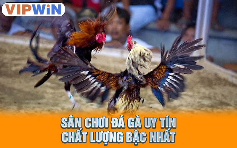 Sân chơi đá gà uy tín, chất lượng bậc nhất